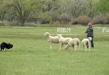 Hotchkiss Sheep Camp Stock Dog Trials