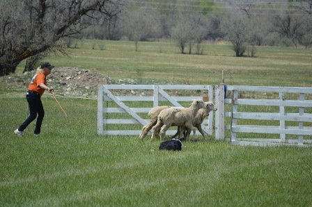 A handler and her dog successfully complete the trial as the sheep enter the pen.