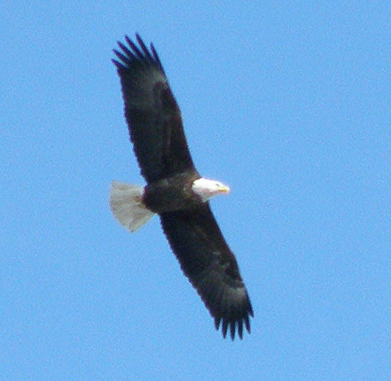 Soaring Bald Eagle over Colwell Cedars Retreat